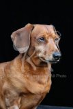 Dachshund - Smooth-haired Miniature
