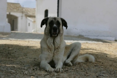 Mastiff - Spanish