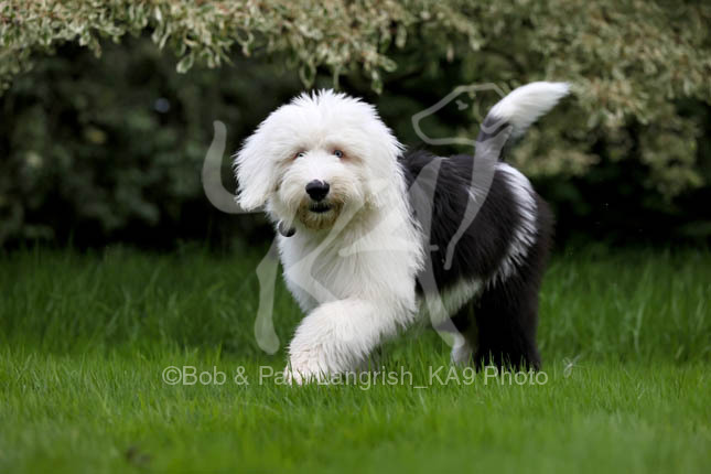 Old english sheepdog uk hi-res stock photography and images - Alamy