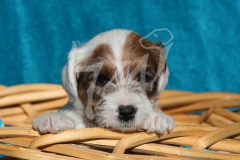 Terrier - Parson Jack Russell