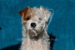 Terrier - Parson Jack Russell