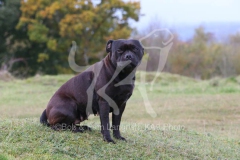 Terrier - Staffordshire Bull
