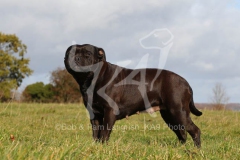 Terrier - Staffordshire Bull