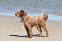 Cockerpoo