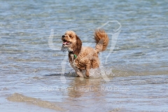 Cockerpoo