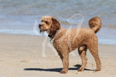 Cockerpoo