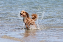 Cockerpoo