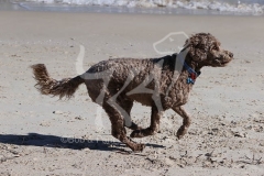 Labradoodle - Miniature