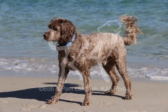 Labradoodle - Miniature