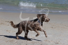 Labradoodle - Miniature