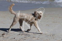 Labradoodle - Miniature