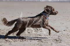 Labradoodle - Miniature