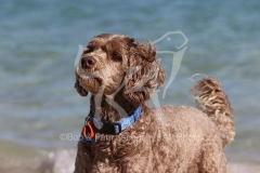 Labradoodle - Miniature