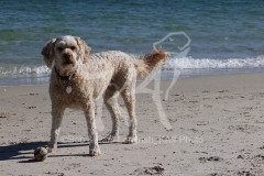 Labradoodle - Miniature