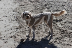 Labradoodle - Miniature