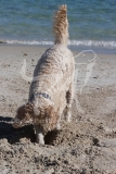 Labradoodle - Miniature