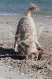 Labradoodle - Miniature