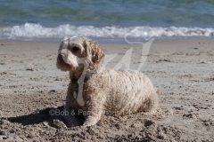 Labradoodle - Miniature
