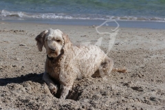 Labradoodle - Miniature
