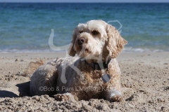 Labradoodle - Miniature