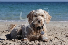 Labradoodle - Miniature
