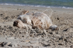Labradoodle - Miniature