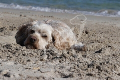 Labradoodle - Miniature
