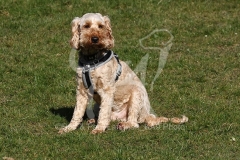 Cockerpoo