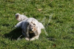 Cockerpoo