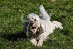 Cockerpoo