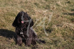Cockerpoo