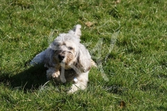 Cockerpoo
