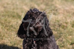 Cockerpoo