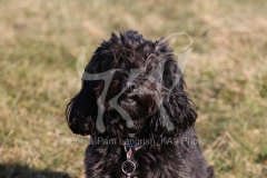 Cockerpoo