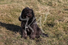 Cockerpoo