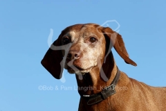 Hungarian Vizsla