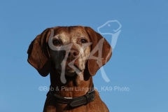 Hungarian Vizsla