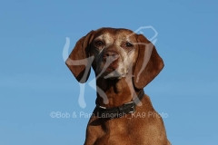 Hungarian Vizsla