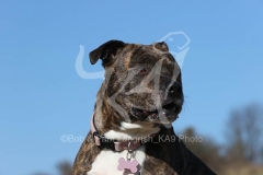 Terrier - Staffordshire Bull