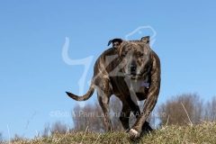 Terrier - Staffordshire Bull