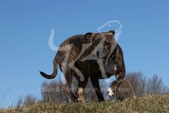 Terrier - Staffordshire Bull