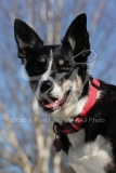 Collie - Border