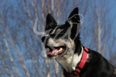 Collie - Border
