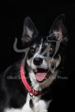 Collie - Border