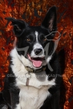 Collie - Border