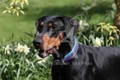 Doberman Pinscher