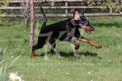 Doberman Pinscher