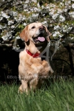 Retriever - Yellow Labrador