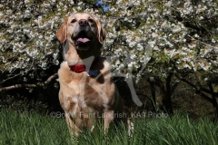 Retriever - Yellow Labrador