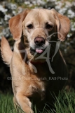 Retriever - Yellow Labrador